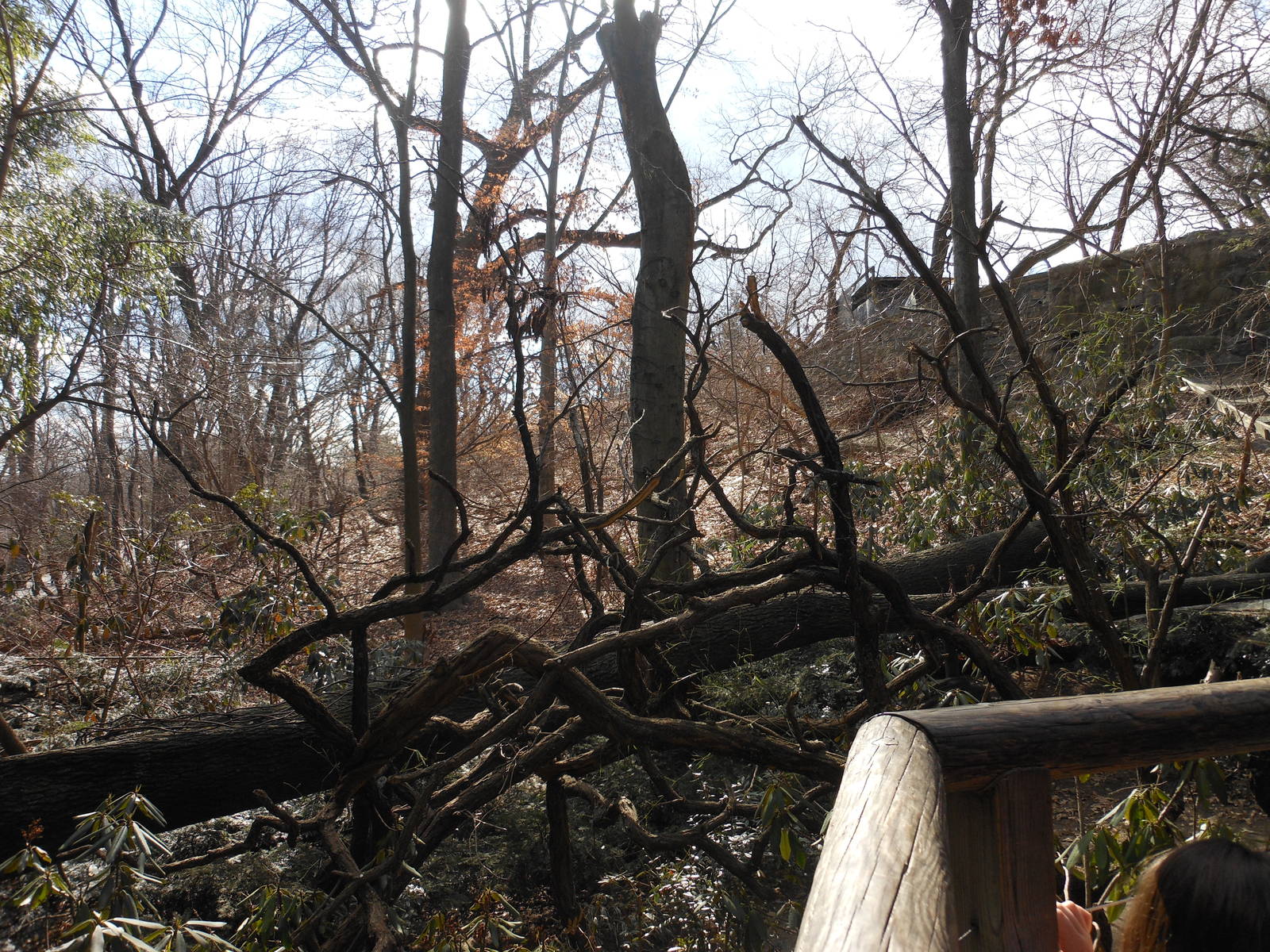 Bronx Zoo- Himalayan Highlands- Climbing Branches in Red Panda Exhibit