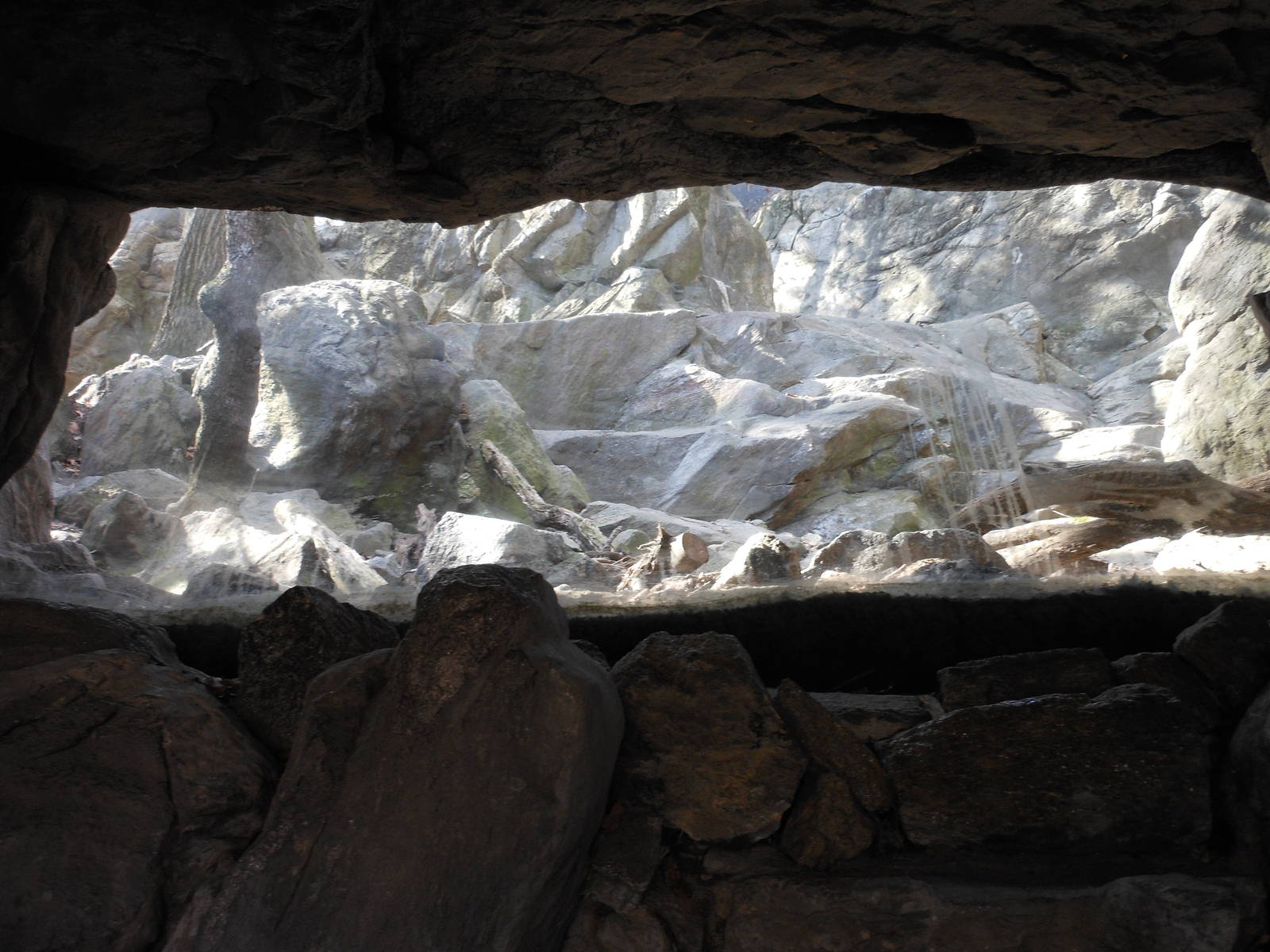 Bronx Zoo- Himalayan Highlands- Glass-fronted Exhibit