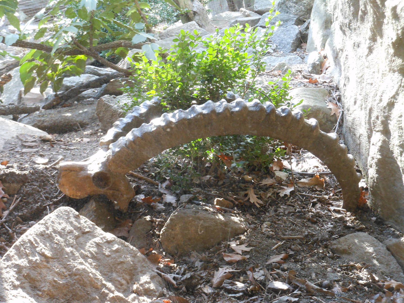 Bronx Zoo- Himalayan Highlands- Ibex Skull