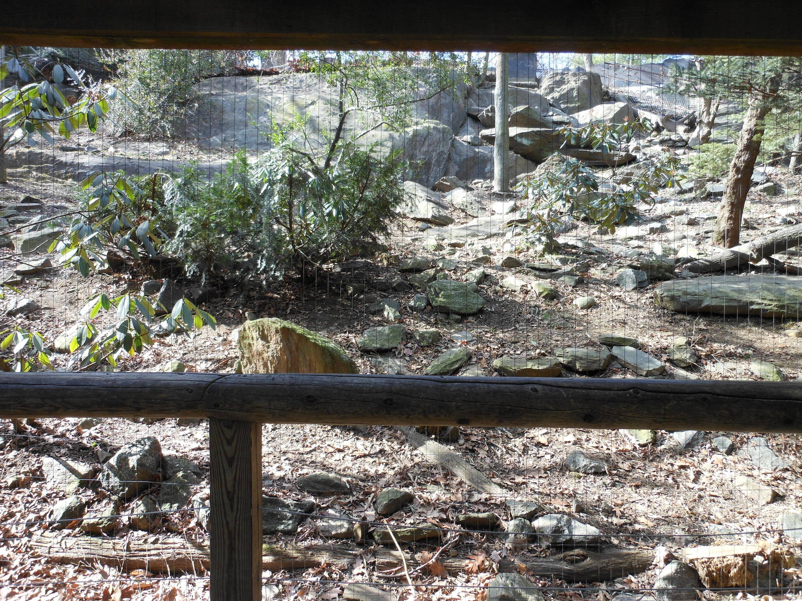 Bronx Zoo- Himalayan Highlands- Part 2 of Second Snow Leopard Exhibit