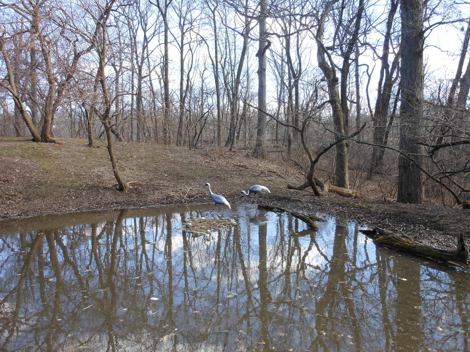 Bronx Zoo- Himalayan Highlands- Part 2 of White-naped Crane Exhibit