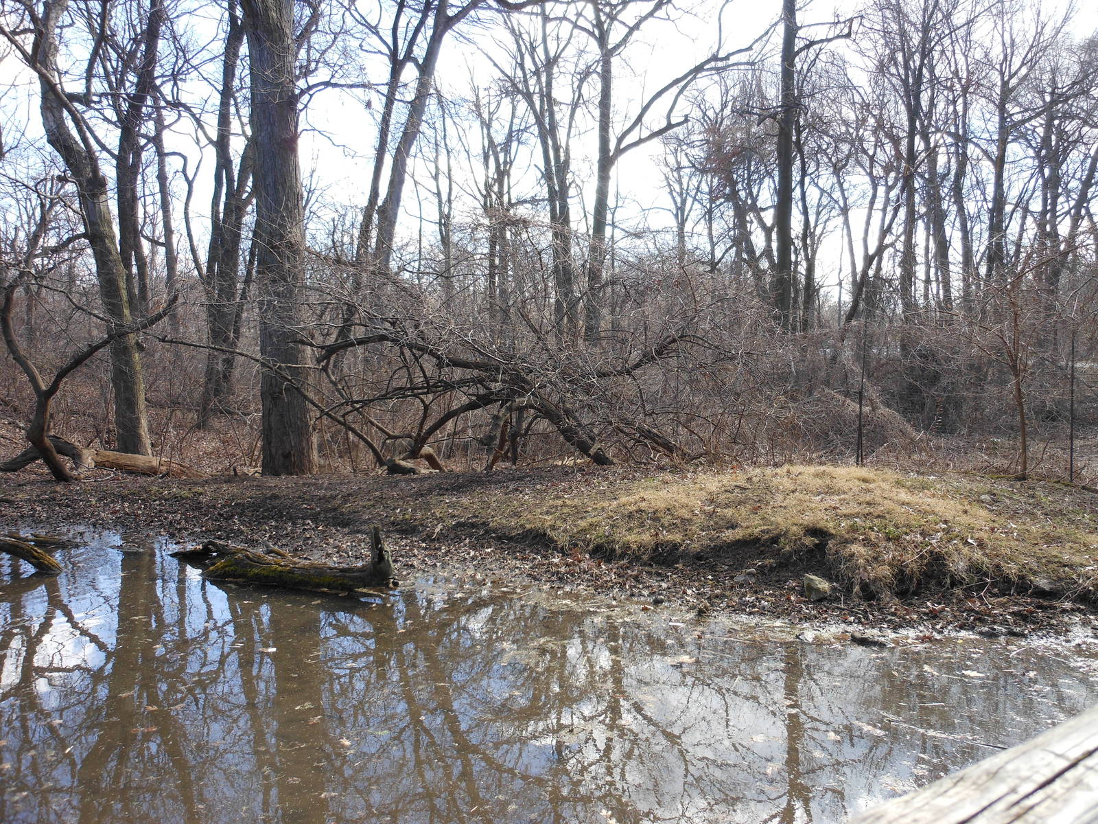 Bronx Zoo- Himalayan Highlands- Part 3 of White-naped Crane Exhibit