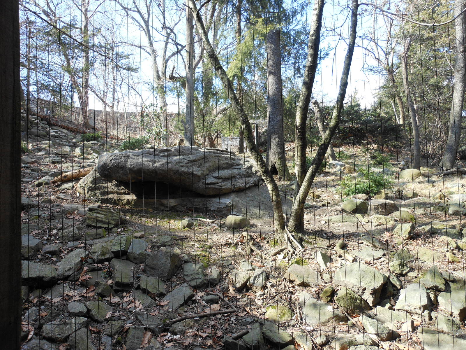 Bronx Zoo- Himalayan Highlands- Snow Leopard Exhibit 1