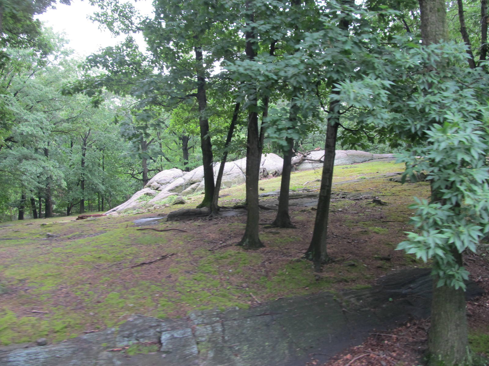 Bronx Zoo- Himalayan Tahr Exhibit