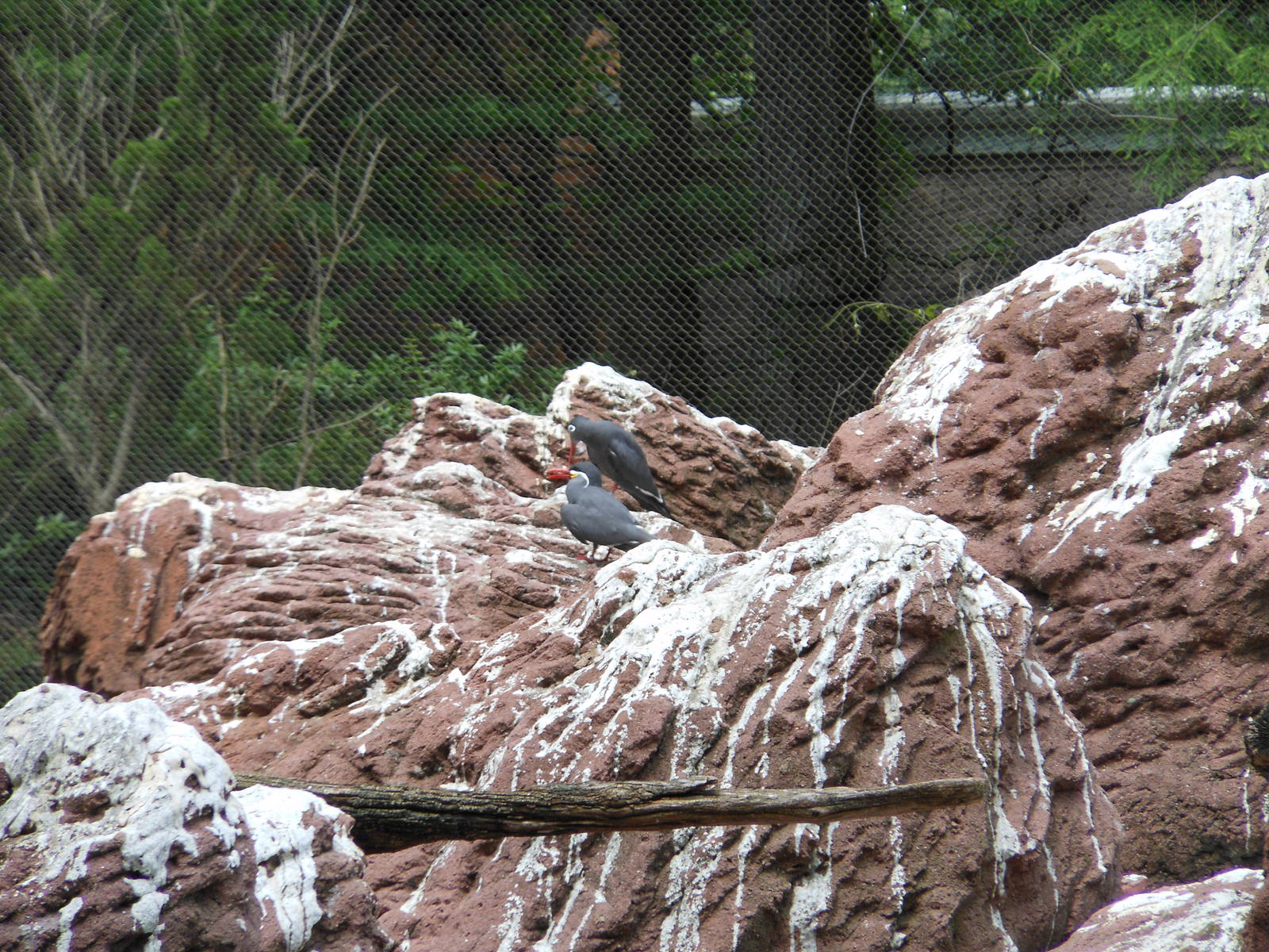 Bronx Zoo- Inca Terns Perched on Rocks @ Sea Bird Aviary