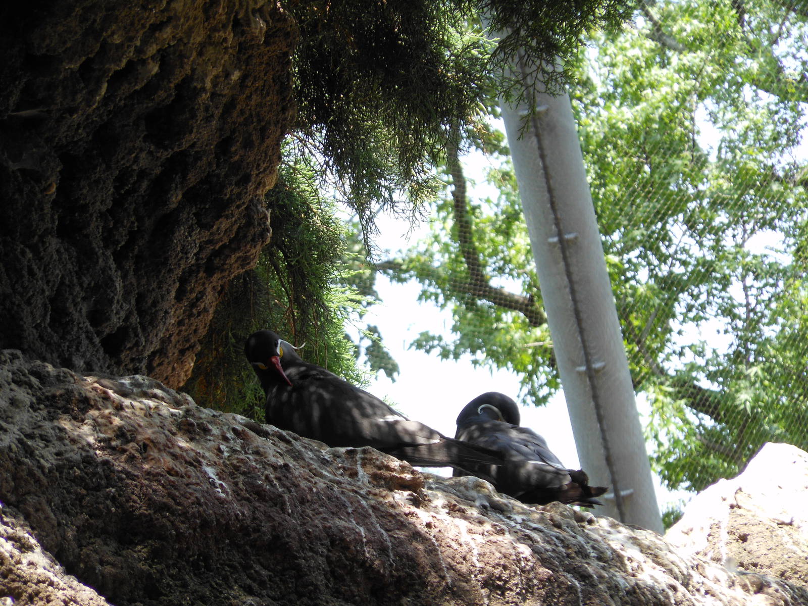 Bronx Zoo- Inca Terns Preening @ Sea Bird Aviary