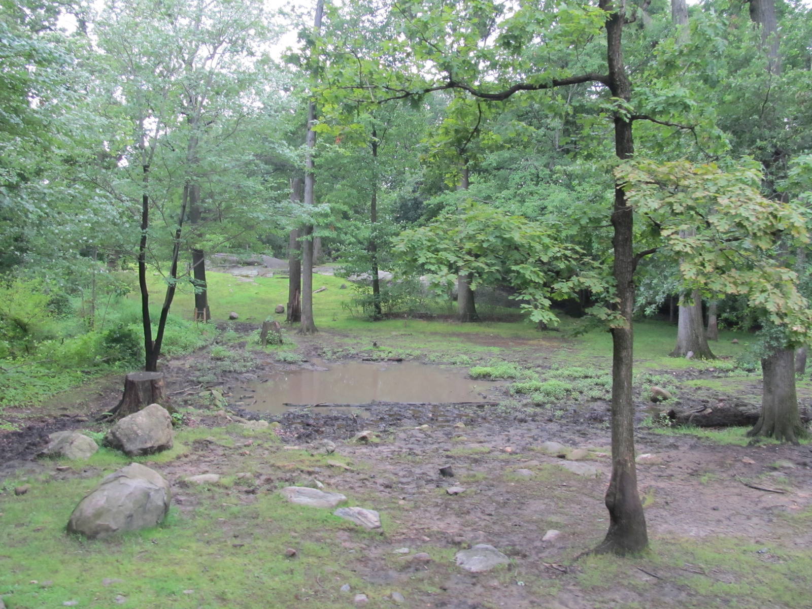 Bronx Zoo- Indian Rhino Exhibit