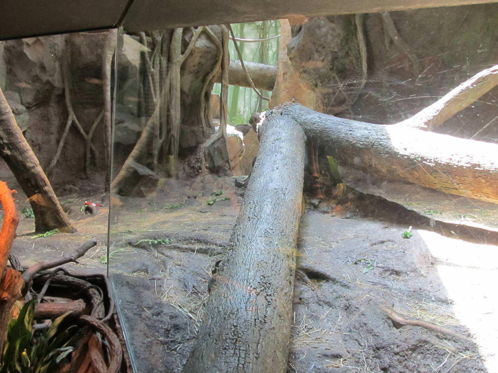 Bronx Zoo- Indoor Gorilla Exhibit
