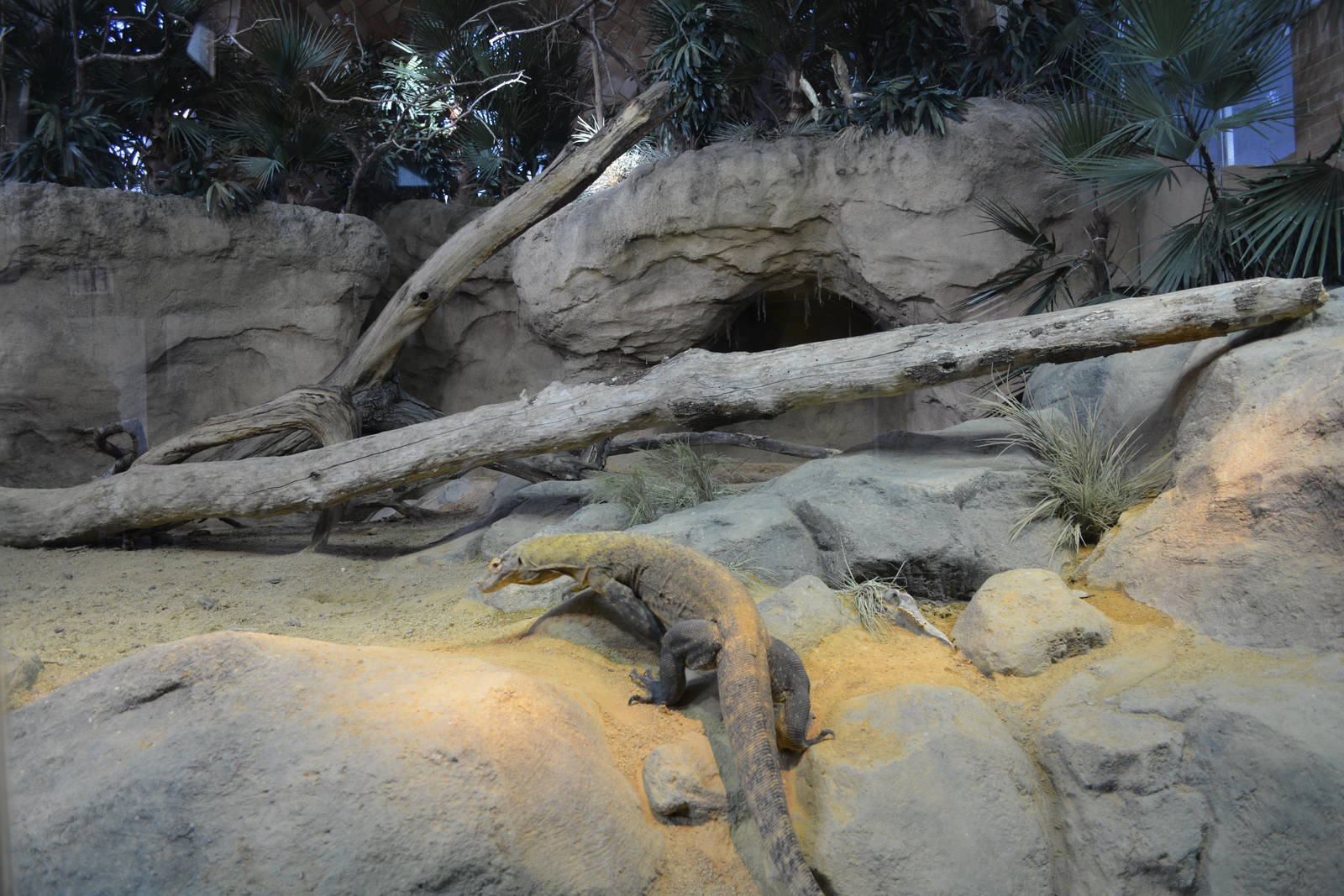 Bronx Zoo- Indoor Komodo Dragon Exhibit