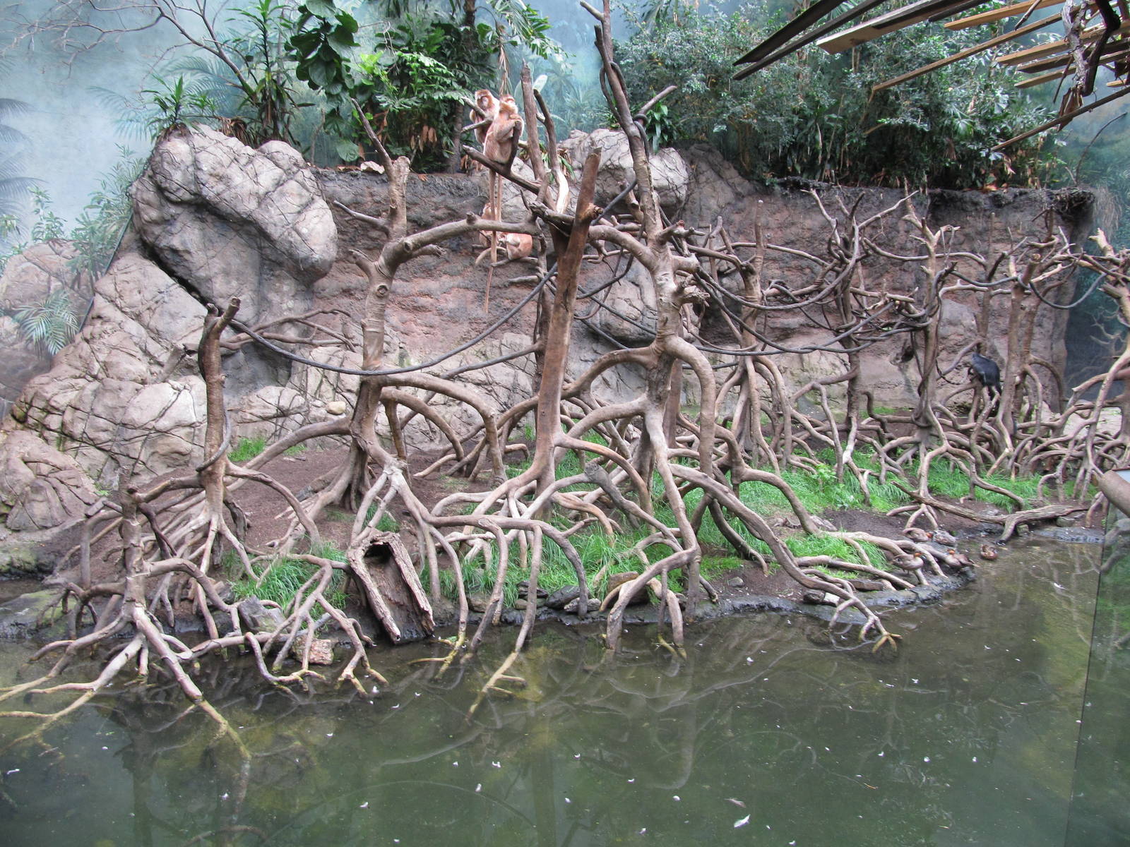 Bronx Zoo- Javan Langur Exhibit