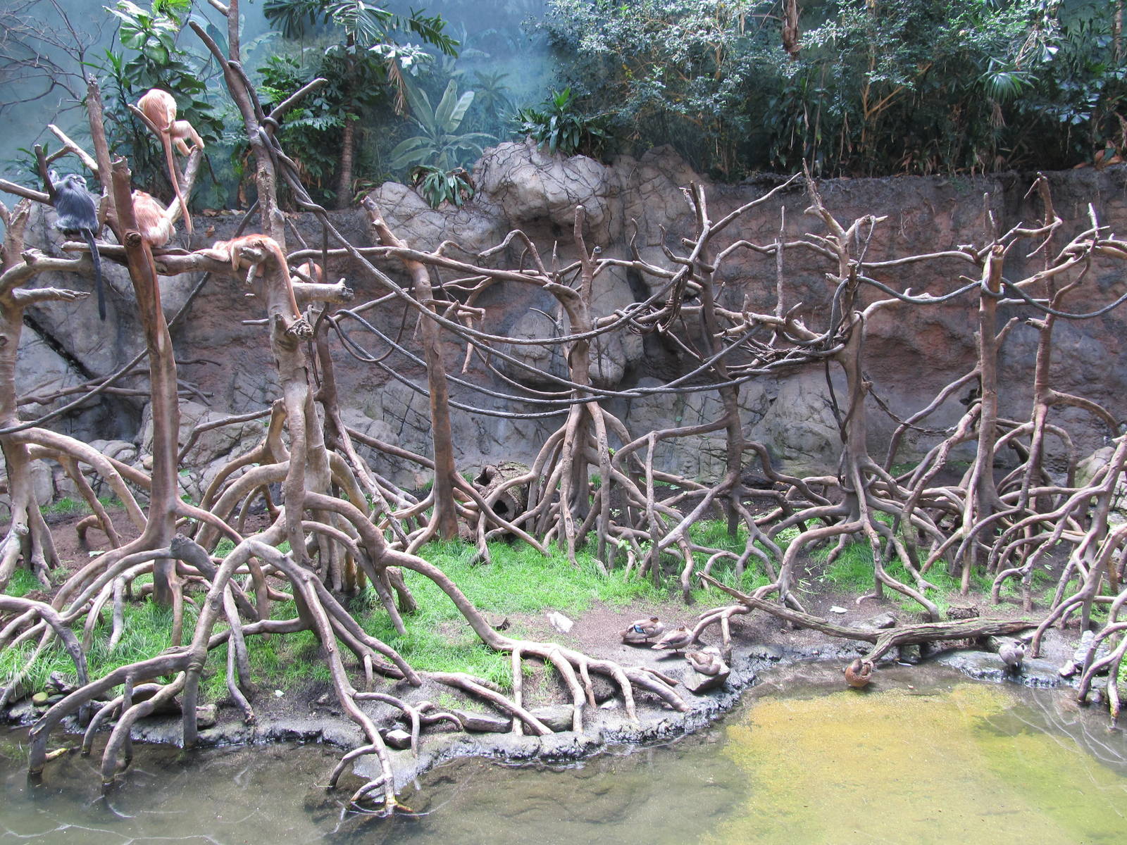 Bronx Zoo-Javan Langur in Jungleworld