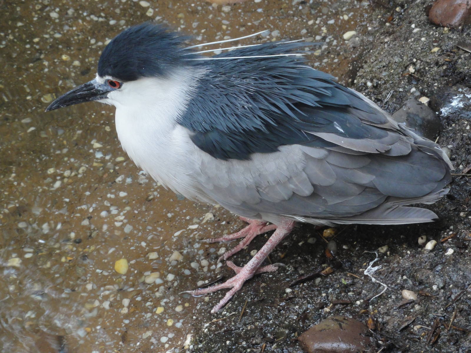Bronx Zoo: July 2016