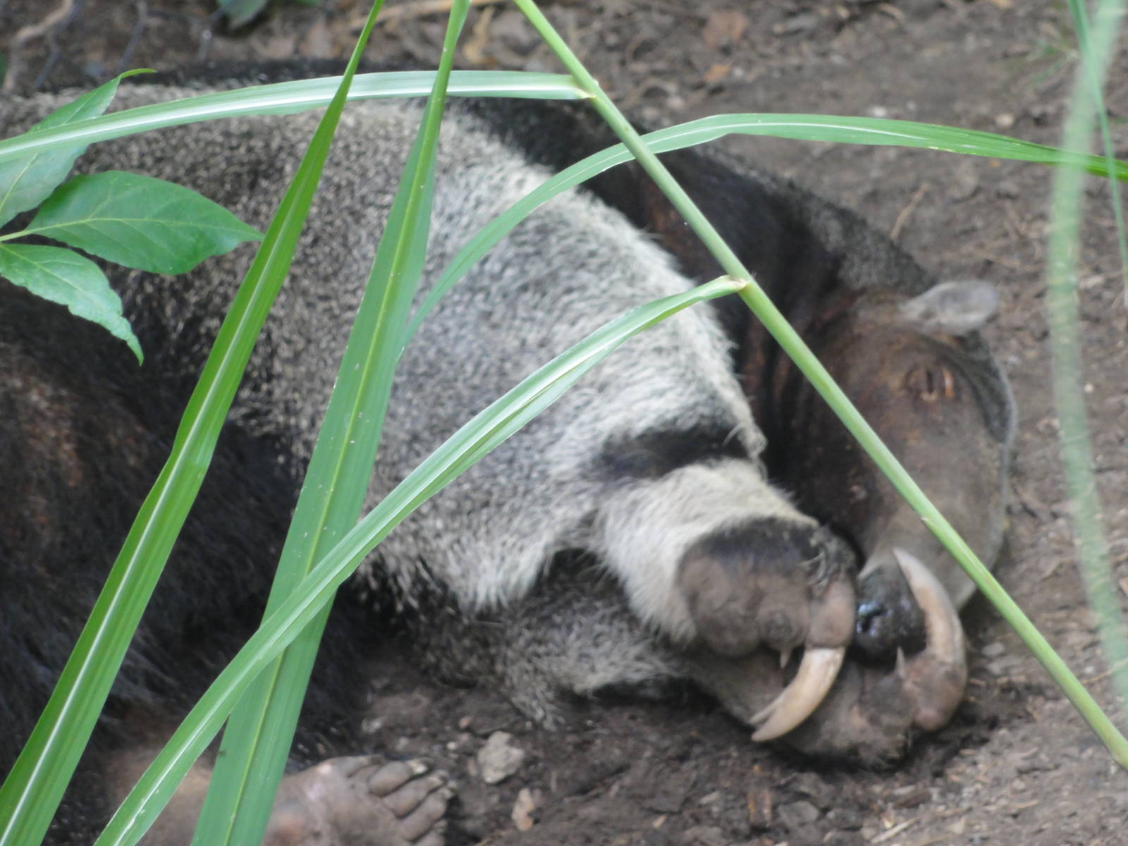 Bronx Zoo: July 2016