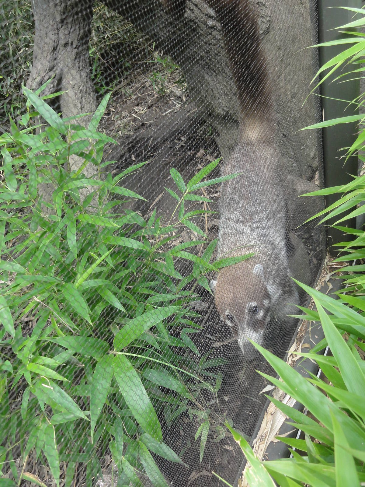 Bronx Zoo: July 2016