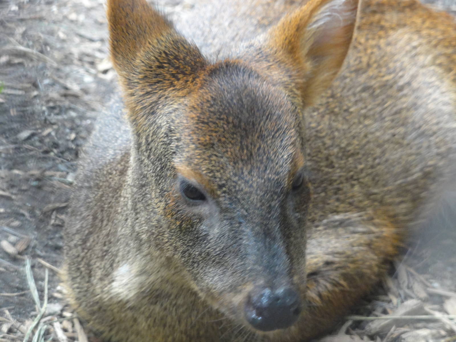 Bronx Zoo: July 2016
