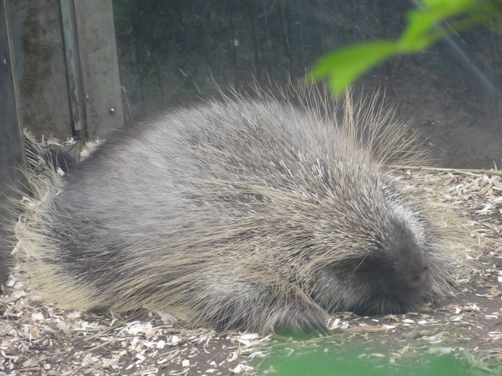 Bronx Zoo: July 2016