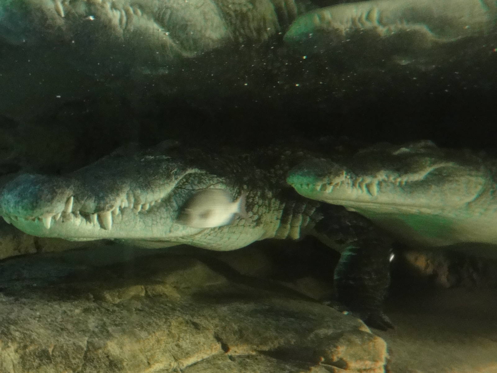 Bronx Zoo: July 2016