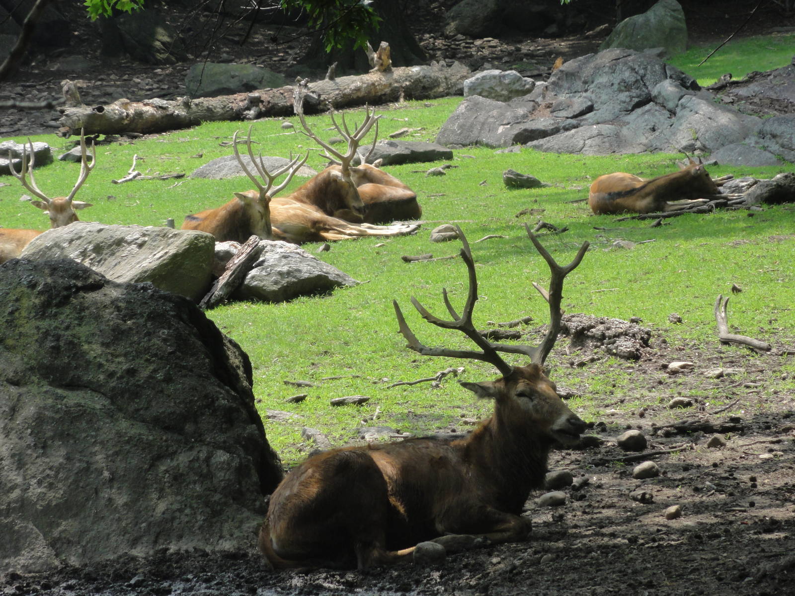 Bronx Zoo: July 2016