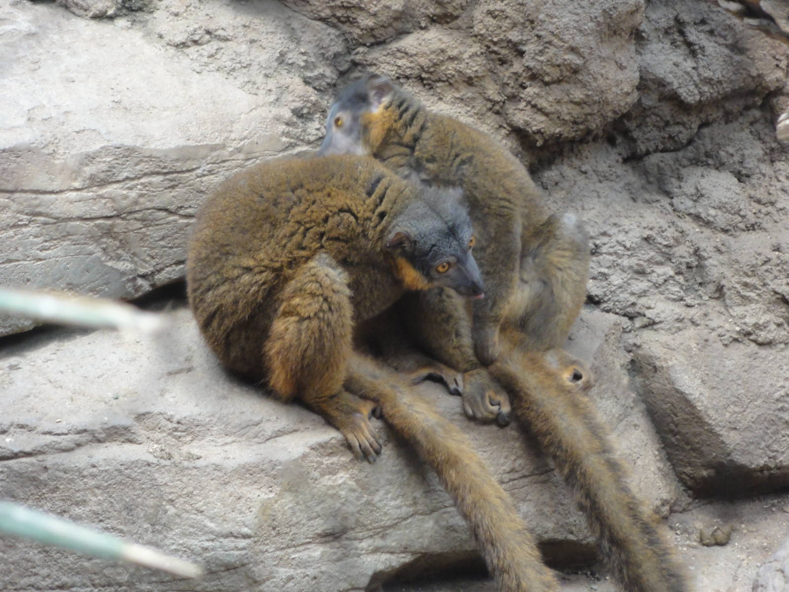 Bronx Zoo: July 2016