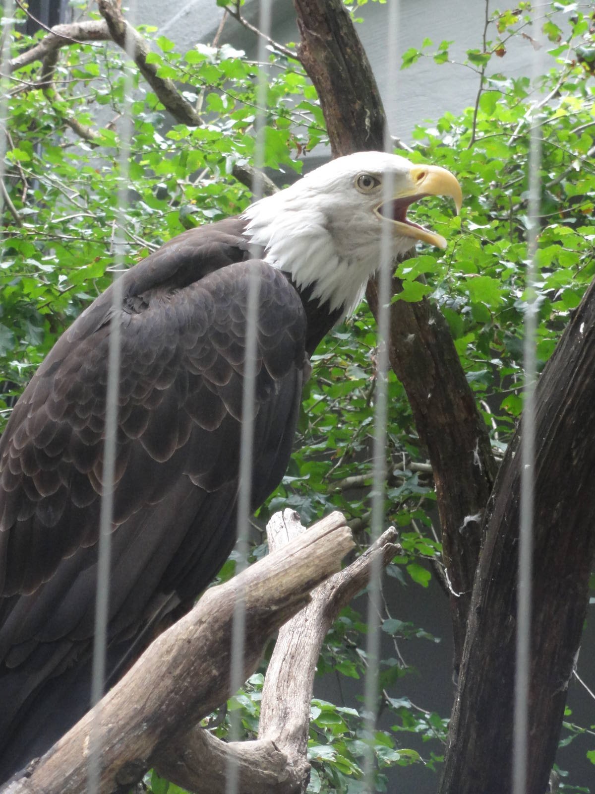Bronx Zoo: July 2016