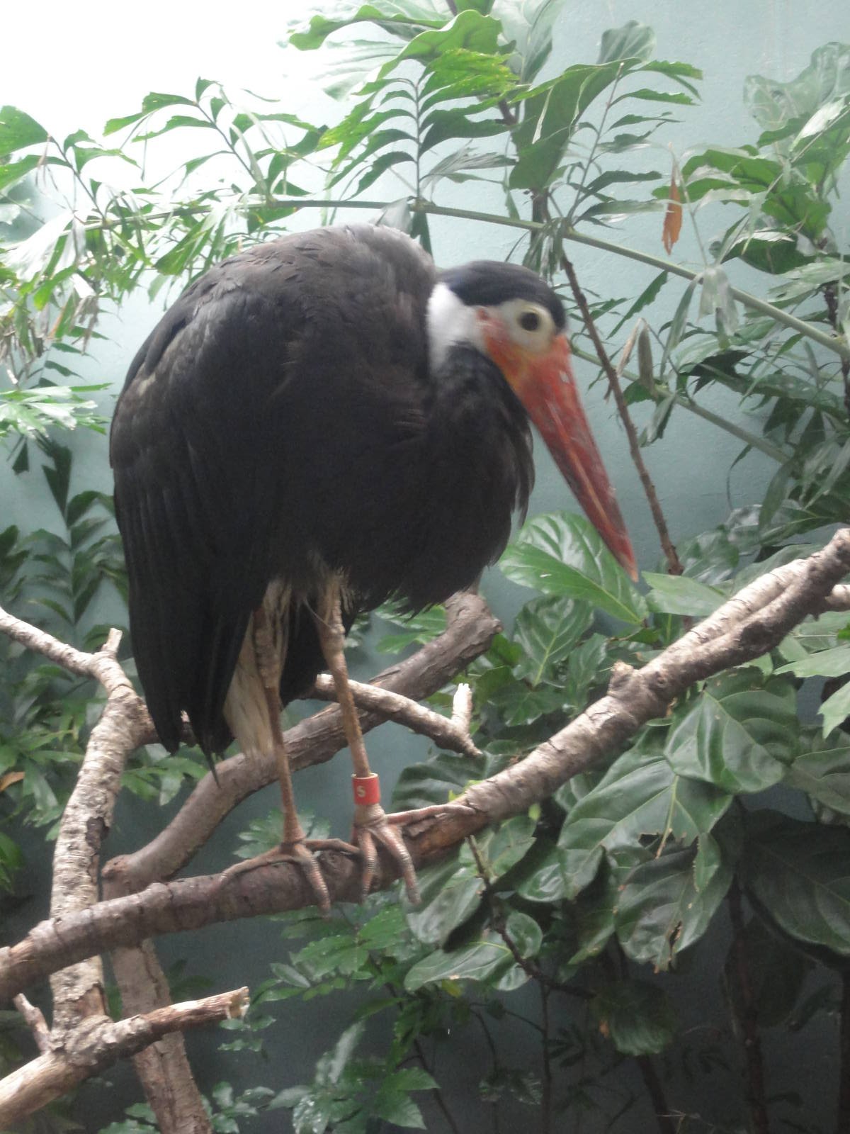 Bronx Zoo: July 2016