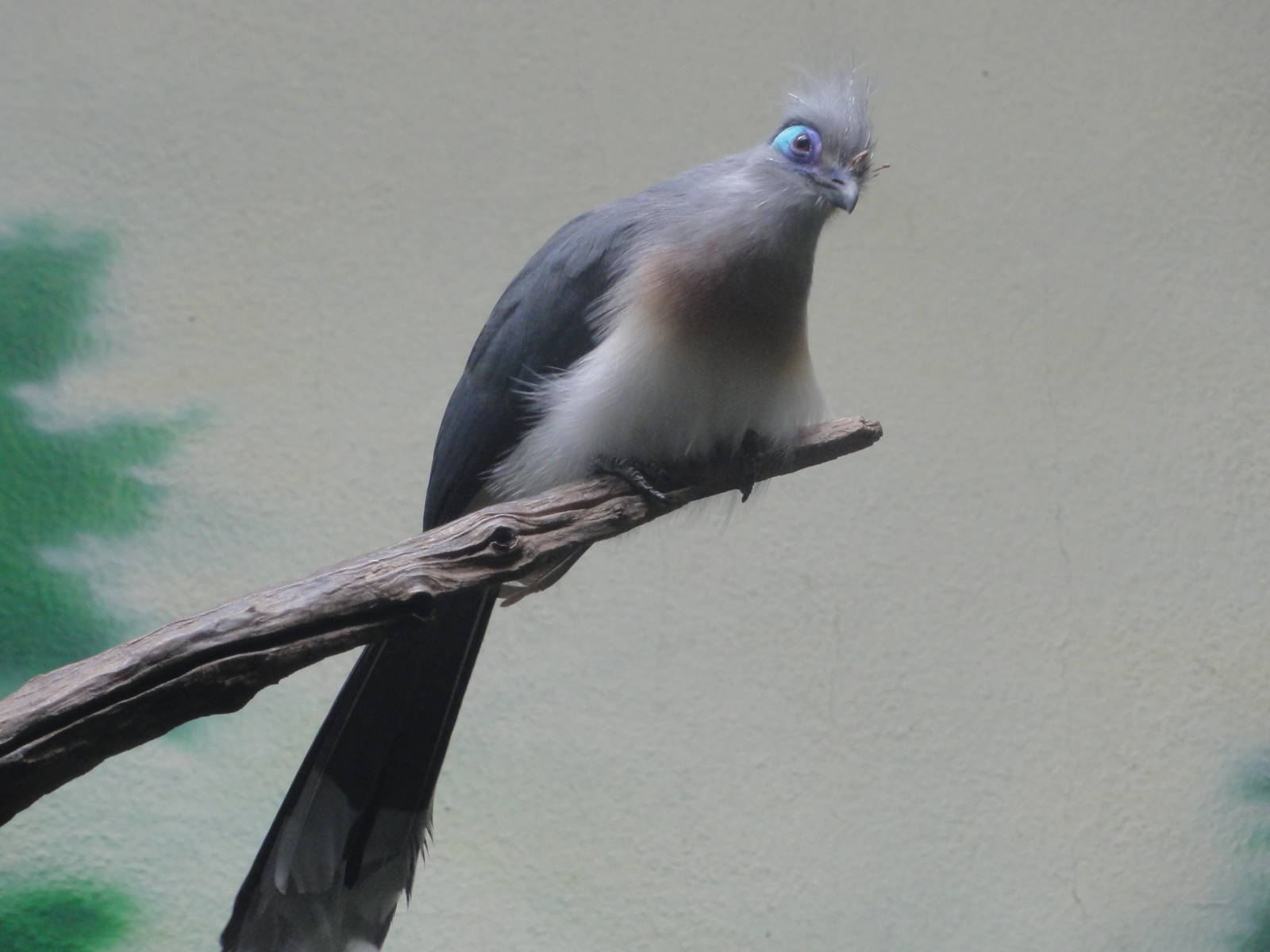 Bronx Zoo: July 2016