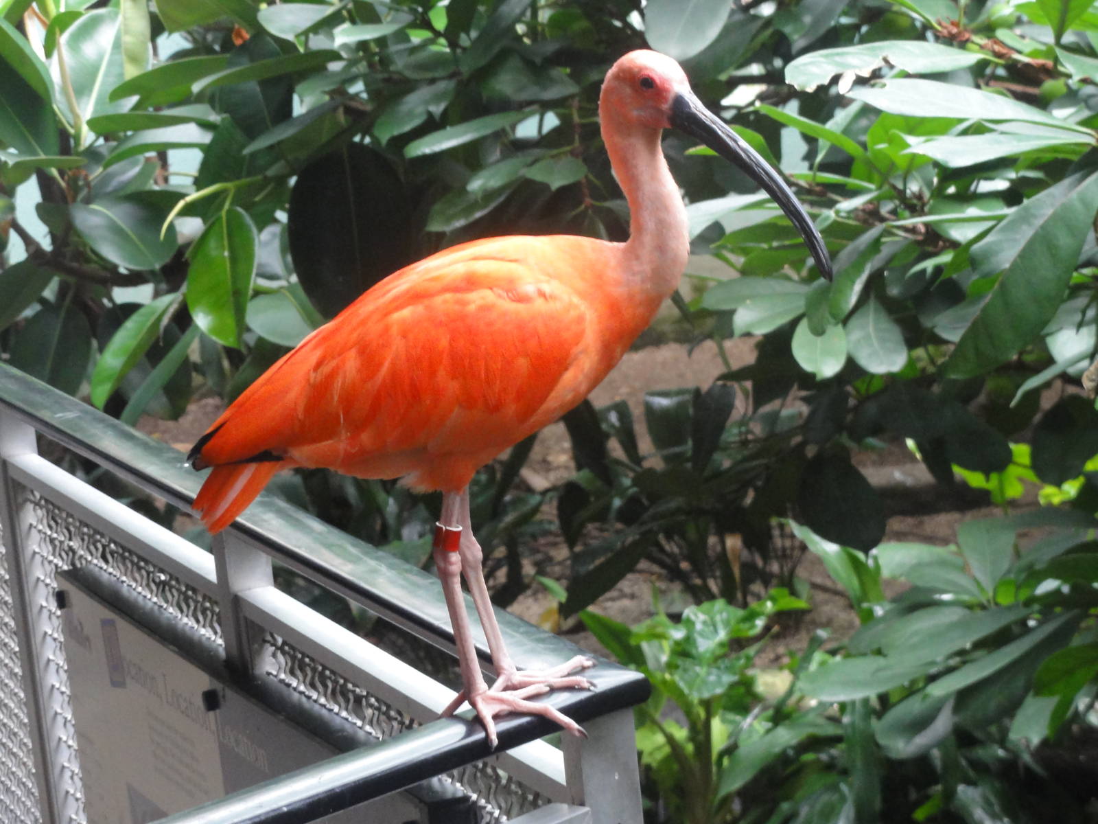 Bronx Zoo: July 2016