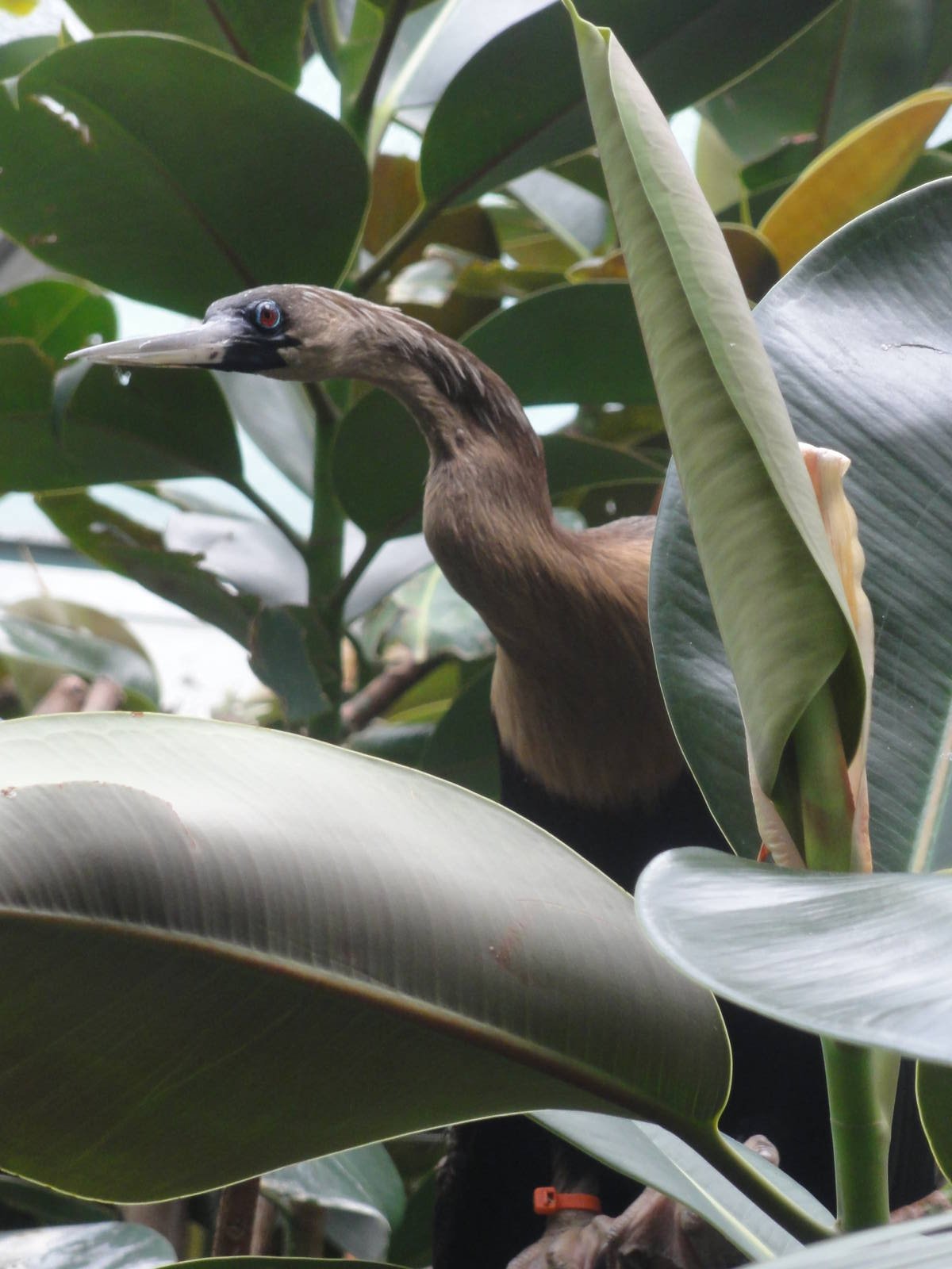 Bronx Zoo: July 2016