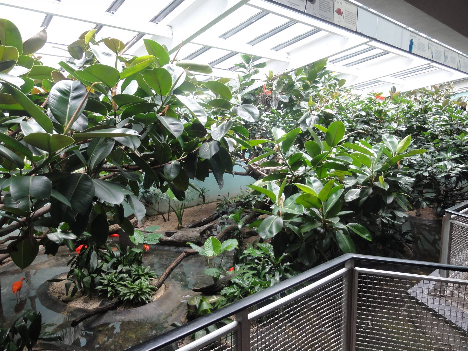 Bronx Zoo: July 2016