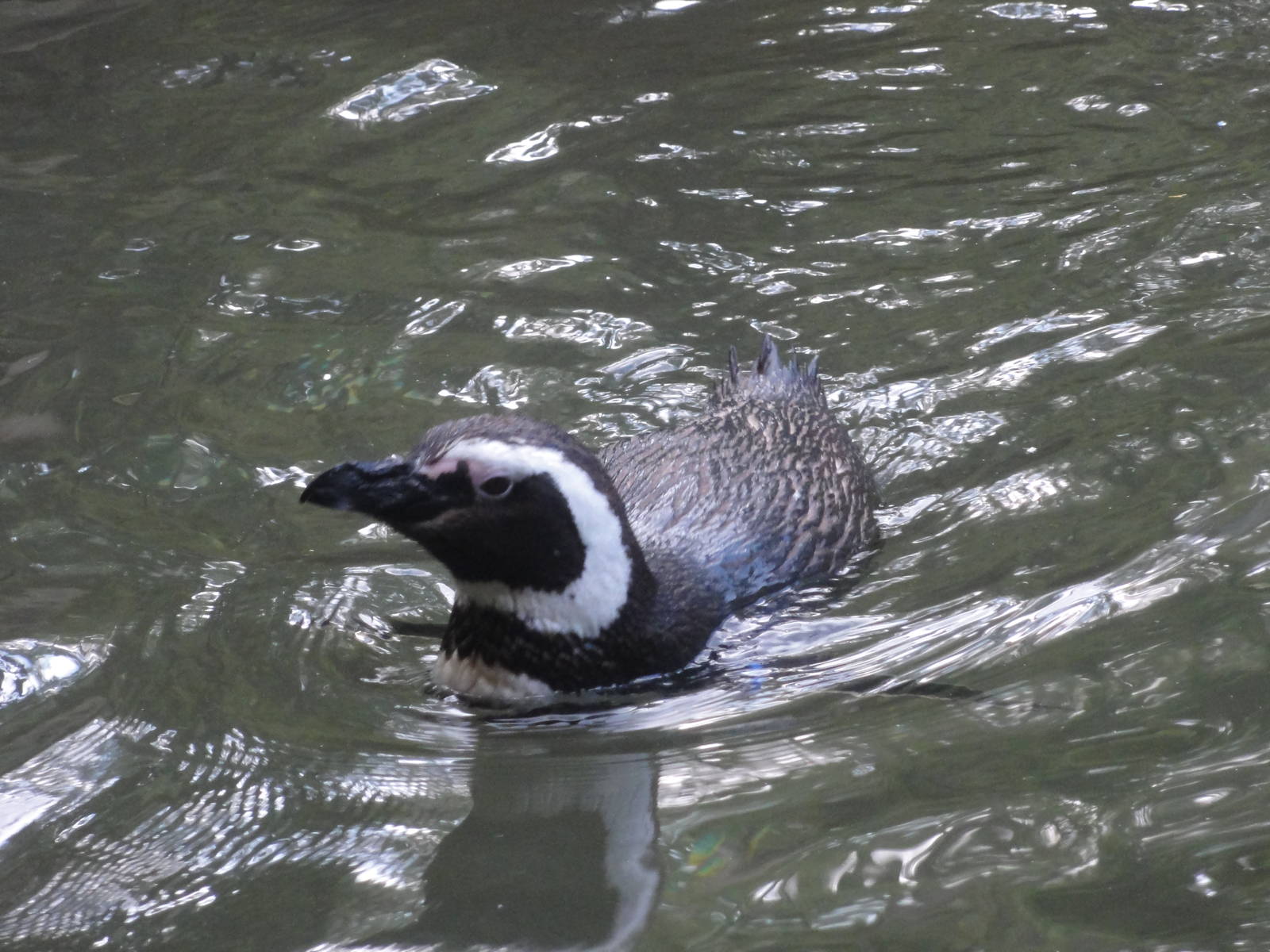 Bronx Zoo: July 2016