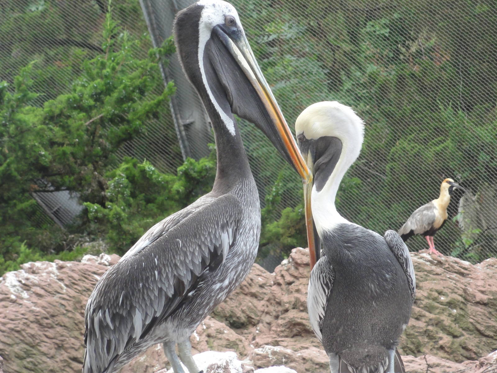 Bronx Zoo: July 2016