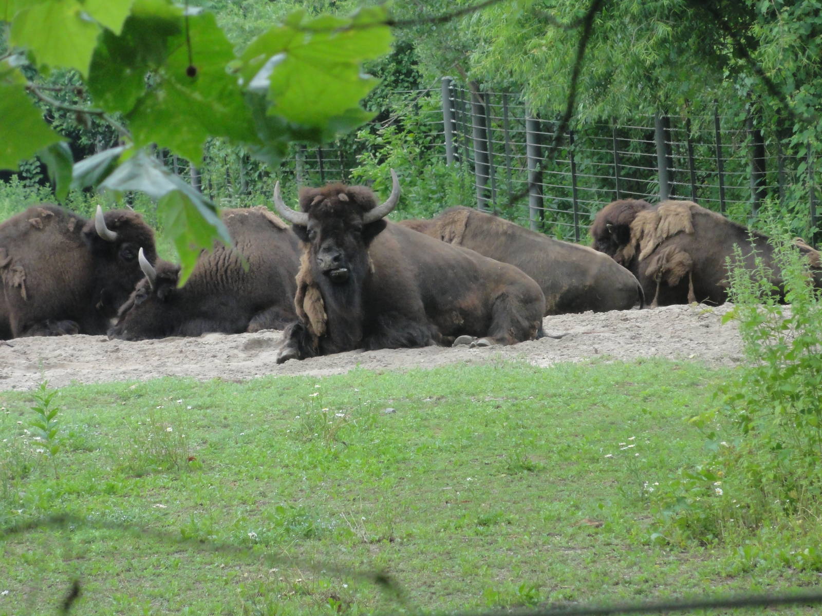 Bronx Zoo: July 2016