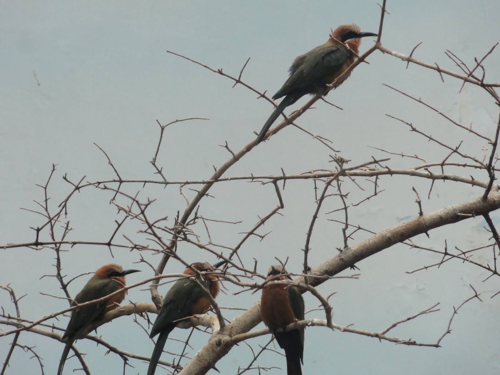 Bronx Zoo: July 2016