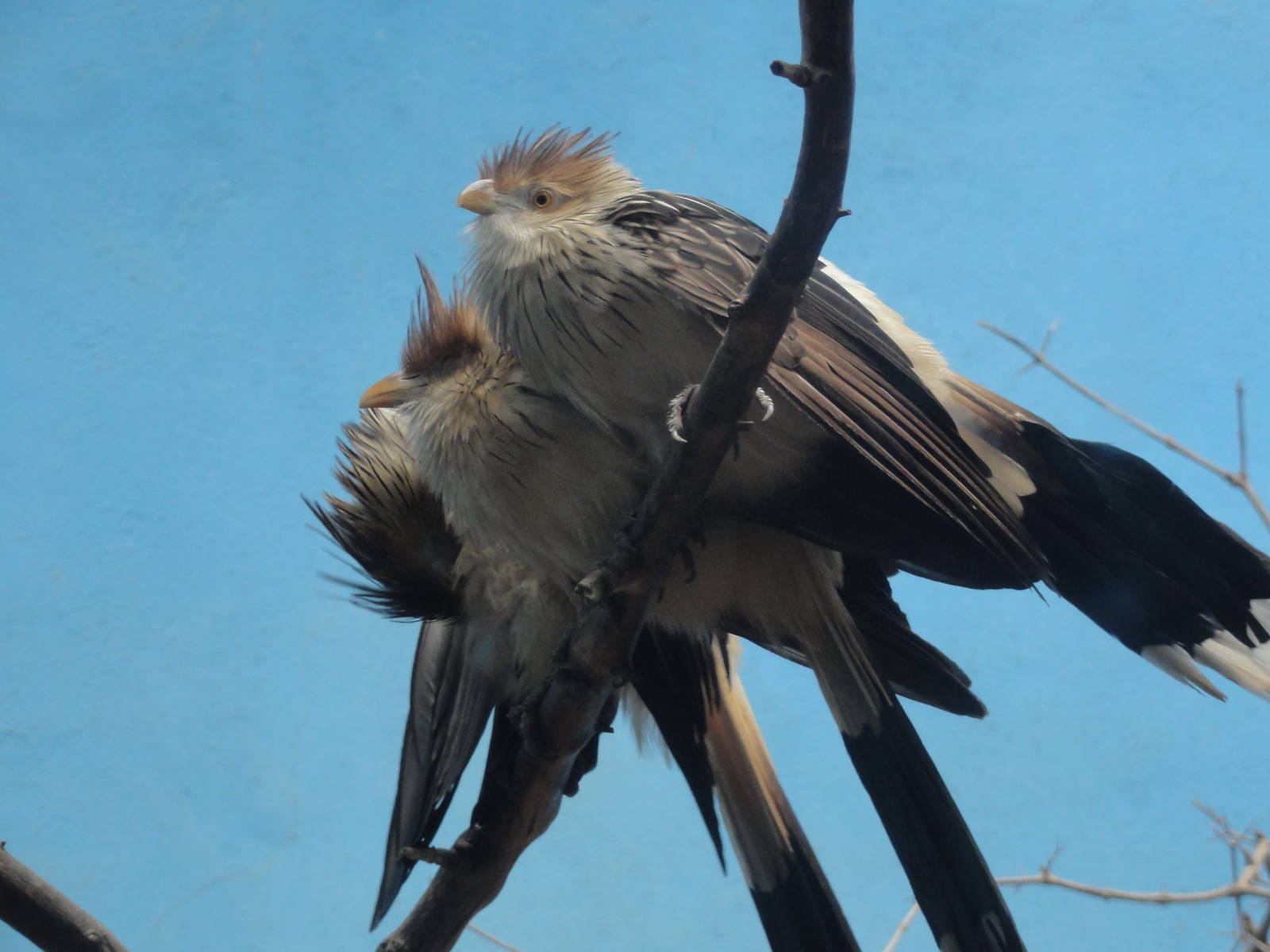 Bronx Zoo: July 2016