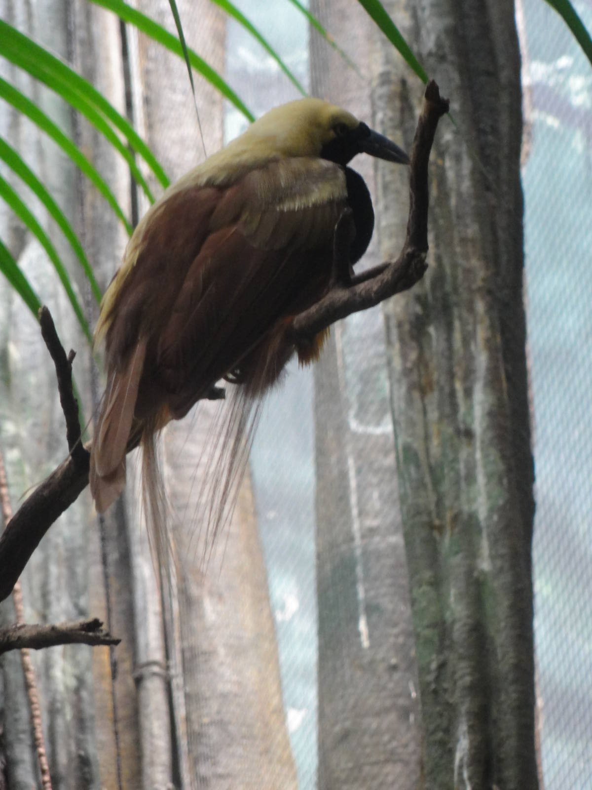 Bronx Zoo: July 2016