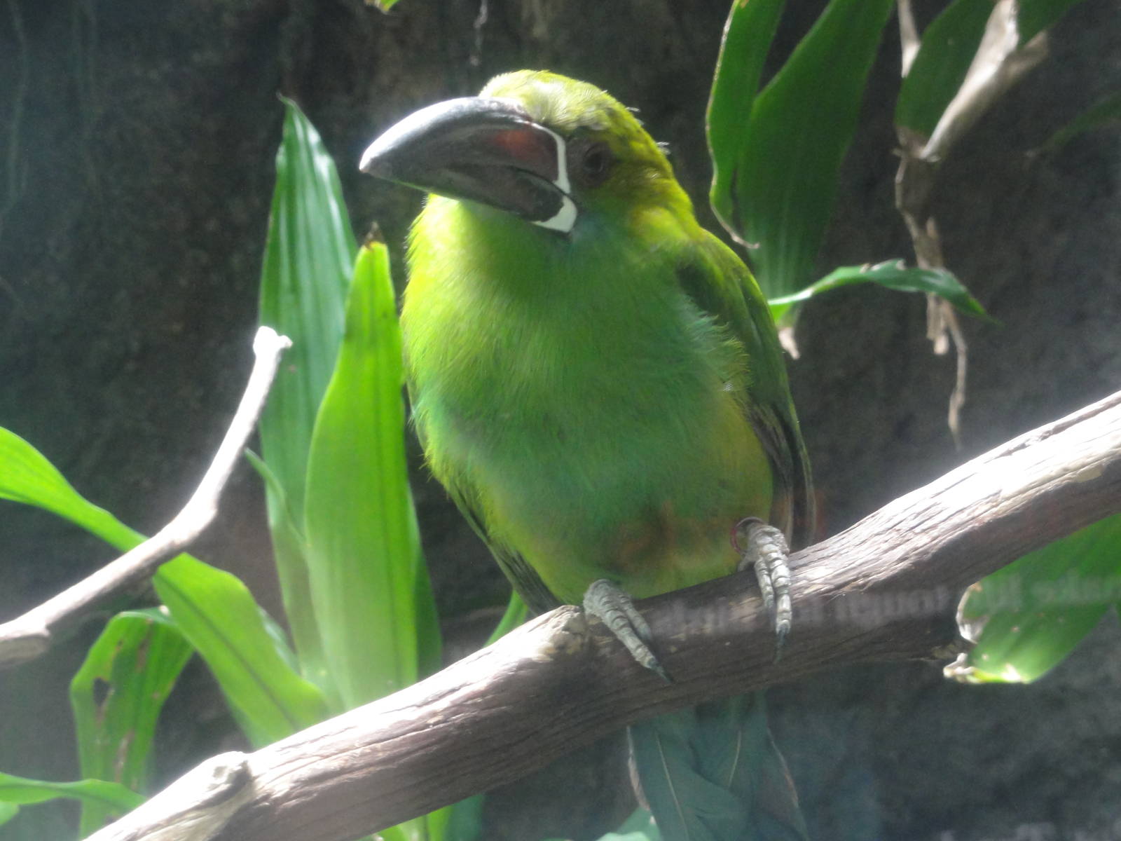Bronx Zoo: July 2016