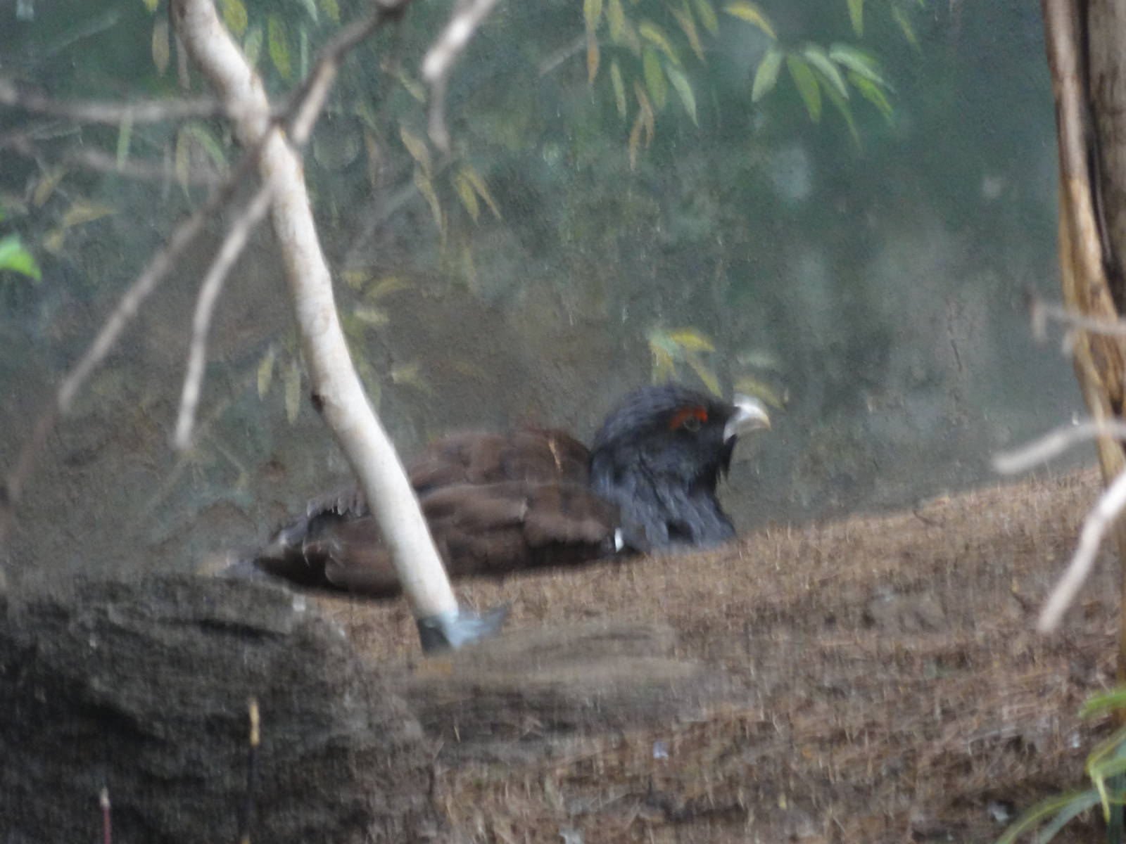 Bronx Zoo: July 2016