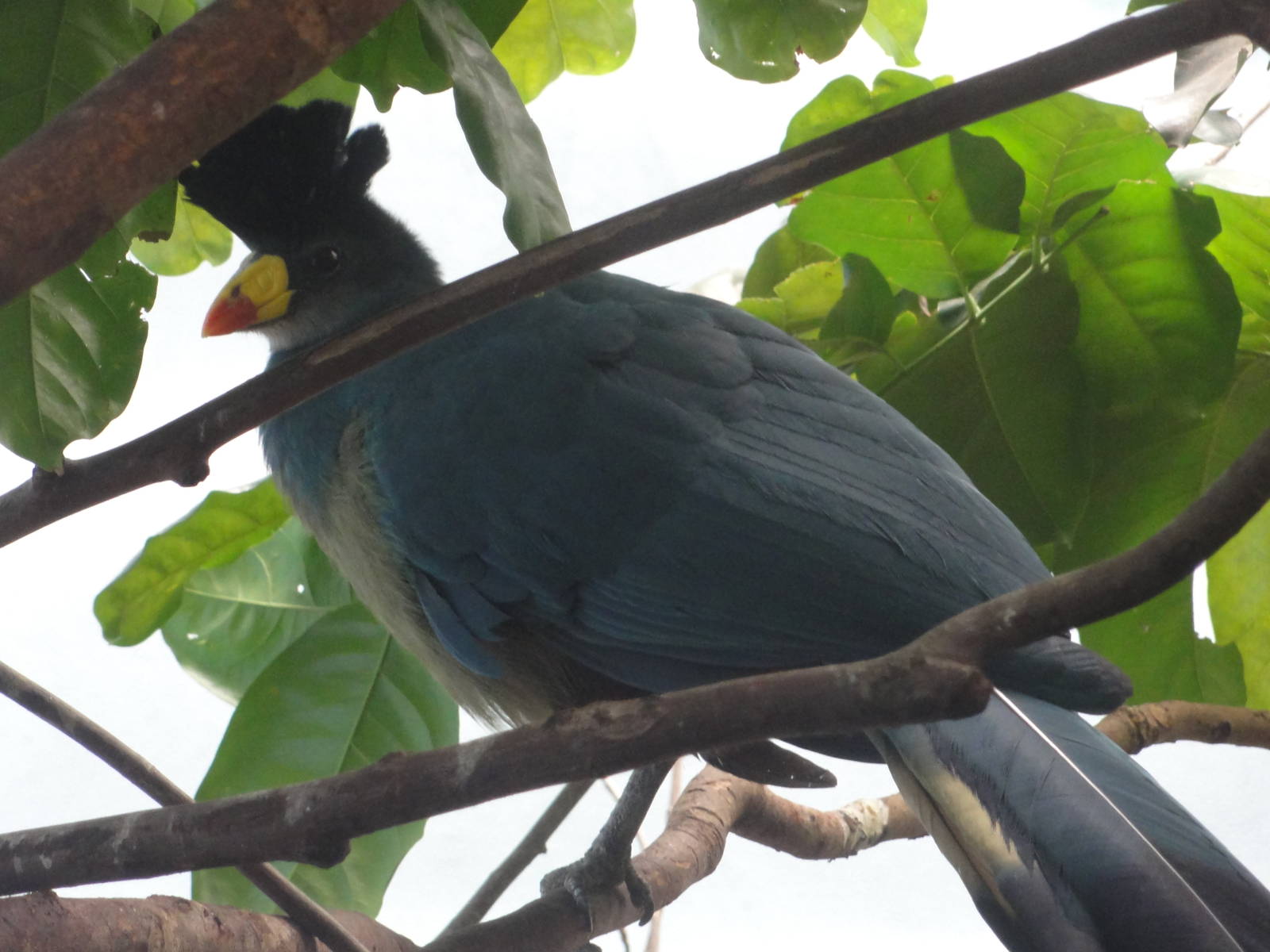 Bronx Zoo: July 2016