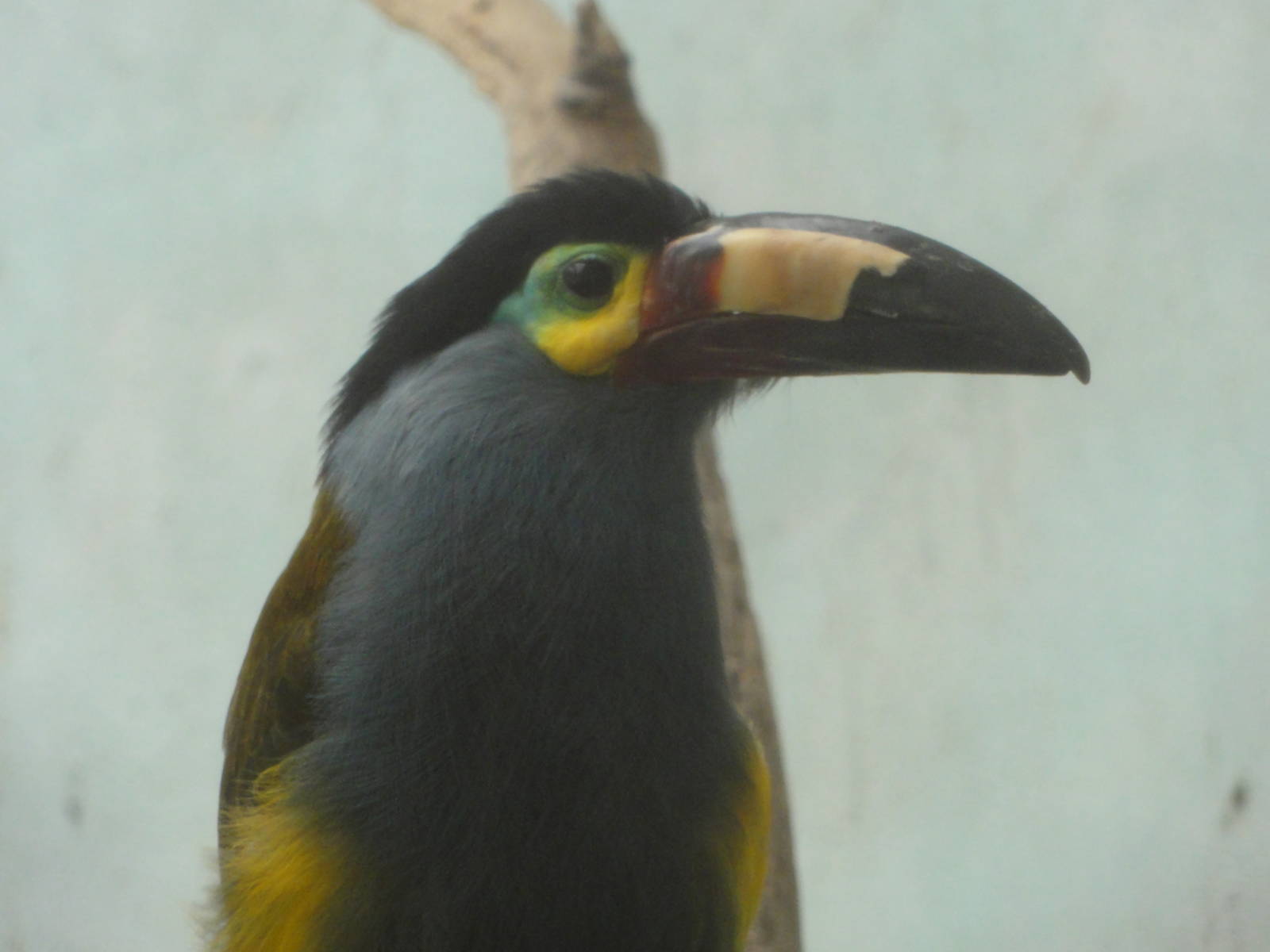 Bronx Zoo: July 2016