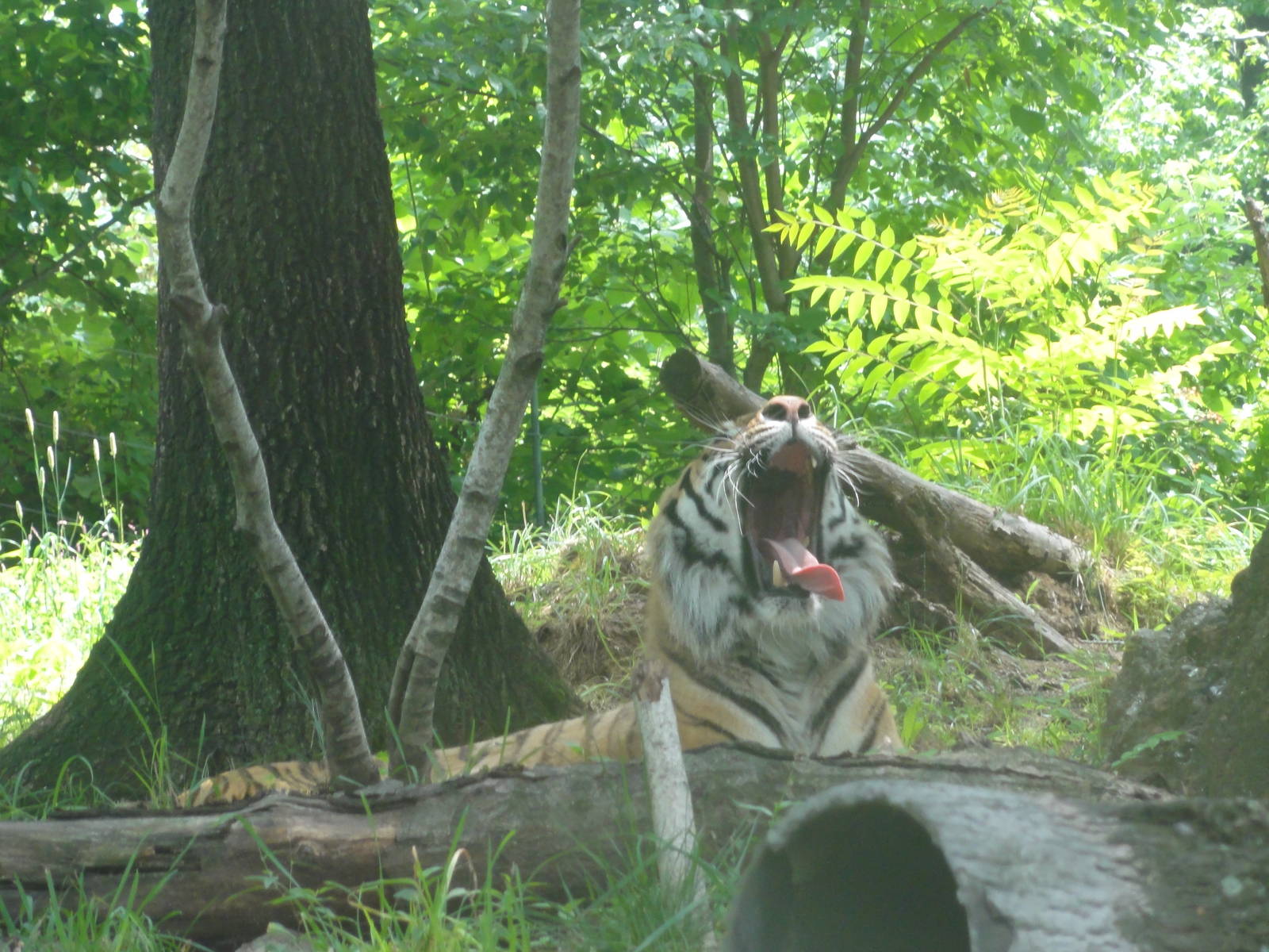 Bronx Zoo: July 2016