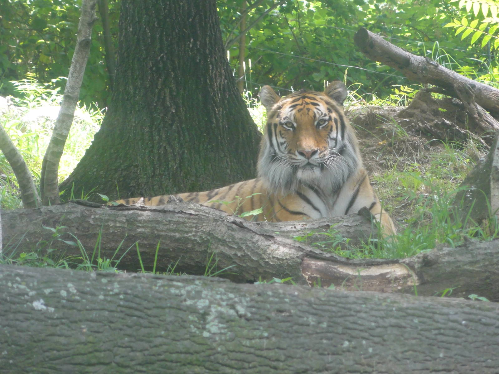 Bronx Zoo: July 2016