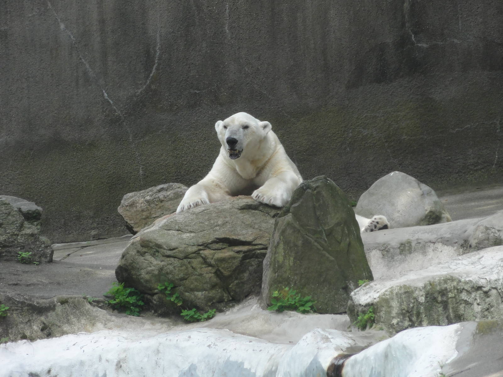 Bronx Zoo: July 2016