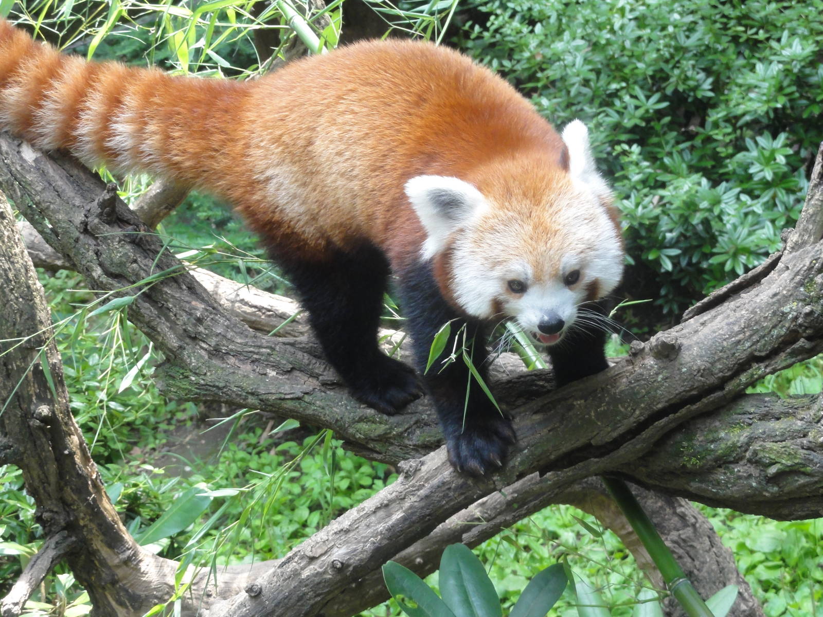 Bronx Zoo: July 2016