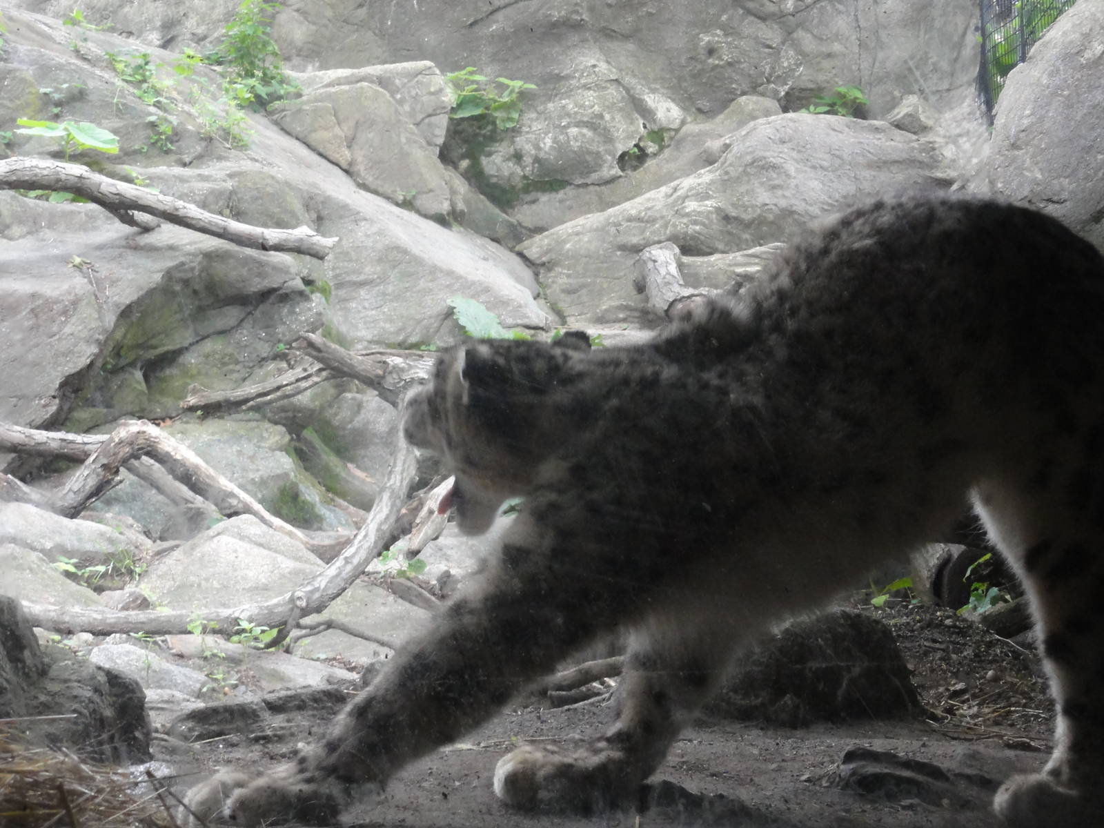 Bronx Zoo: July 2016