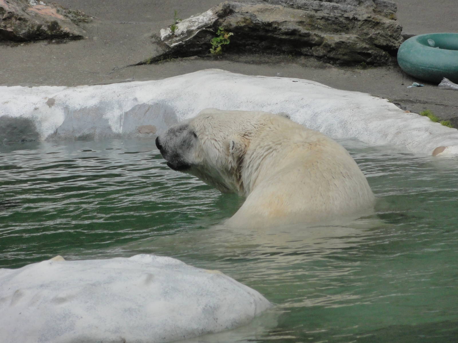 Bronx Zoo: July 2016