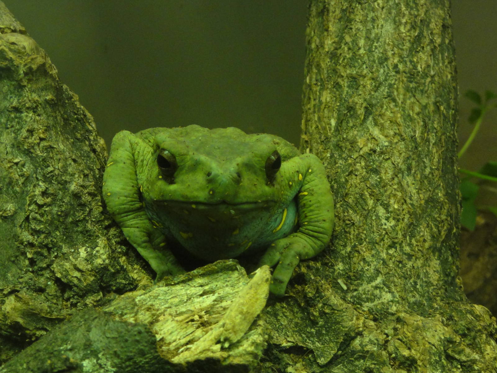 Bronx Zoo: July 2016