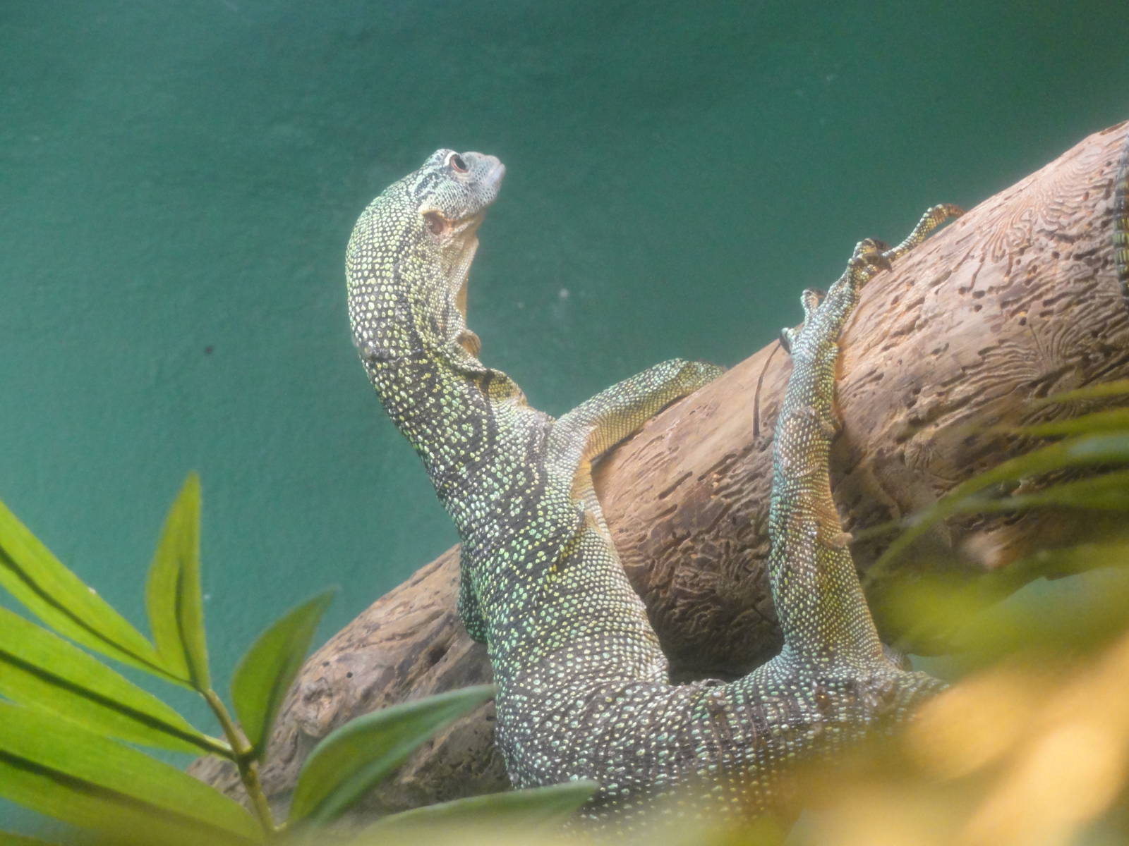 Bronx Zoo: July 2016