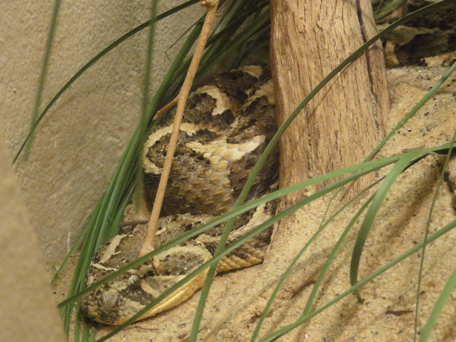 Bronx Zoo: July 2016