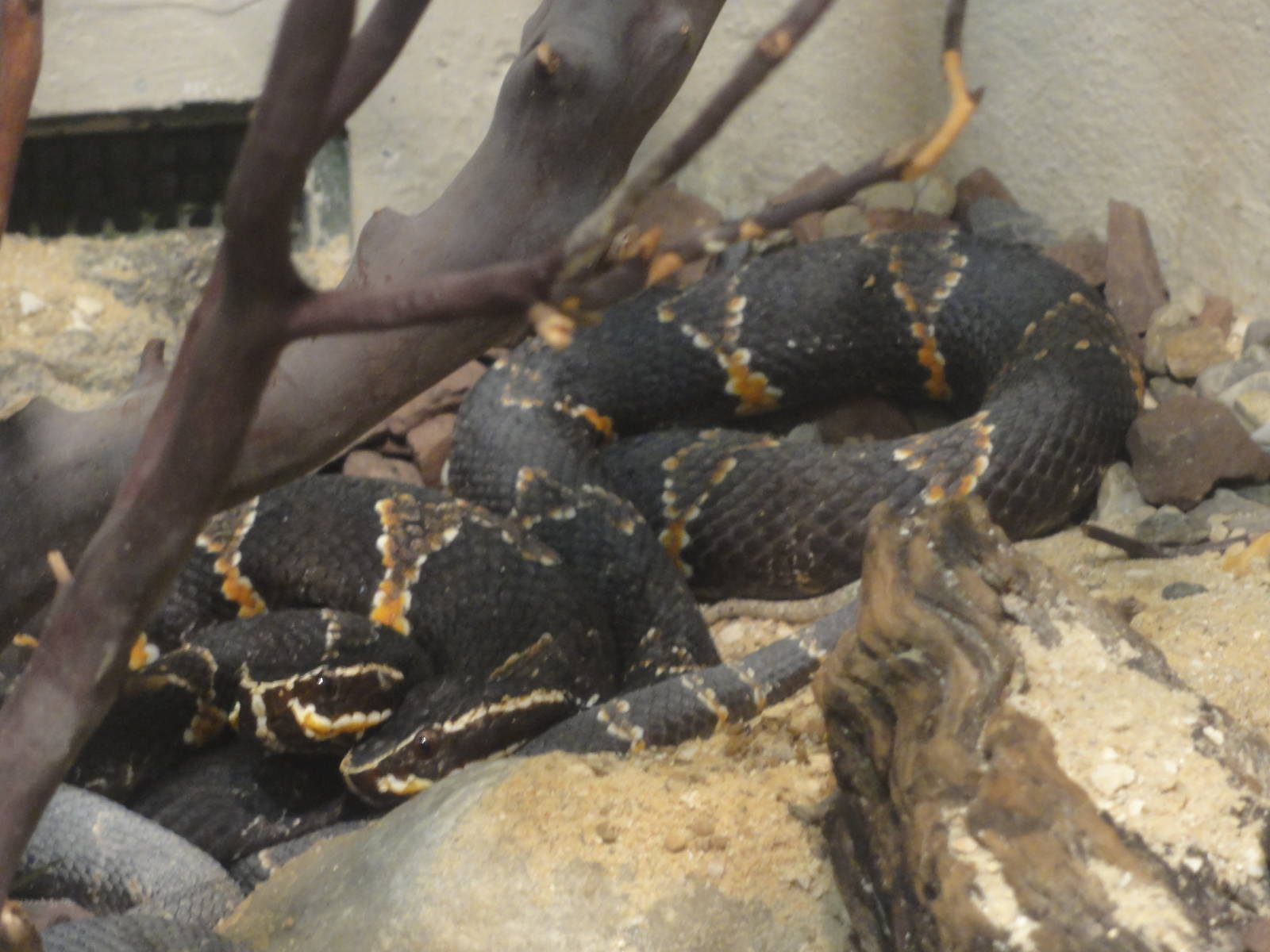 Bronx Zoo: July 2016