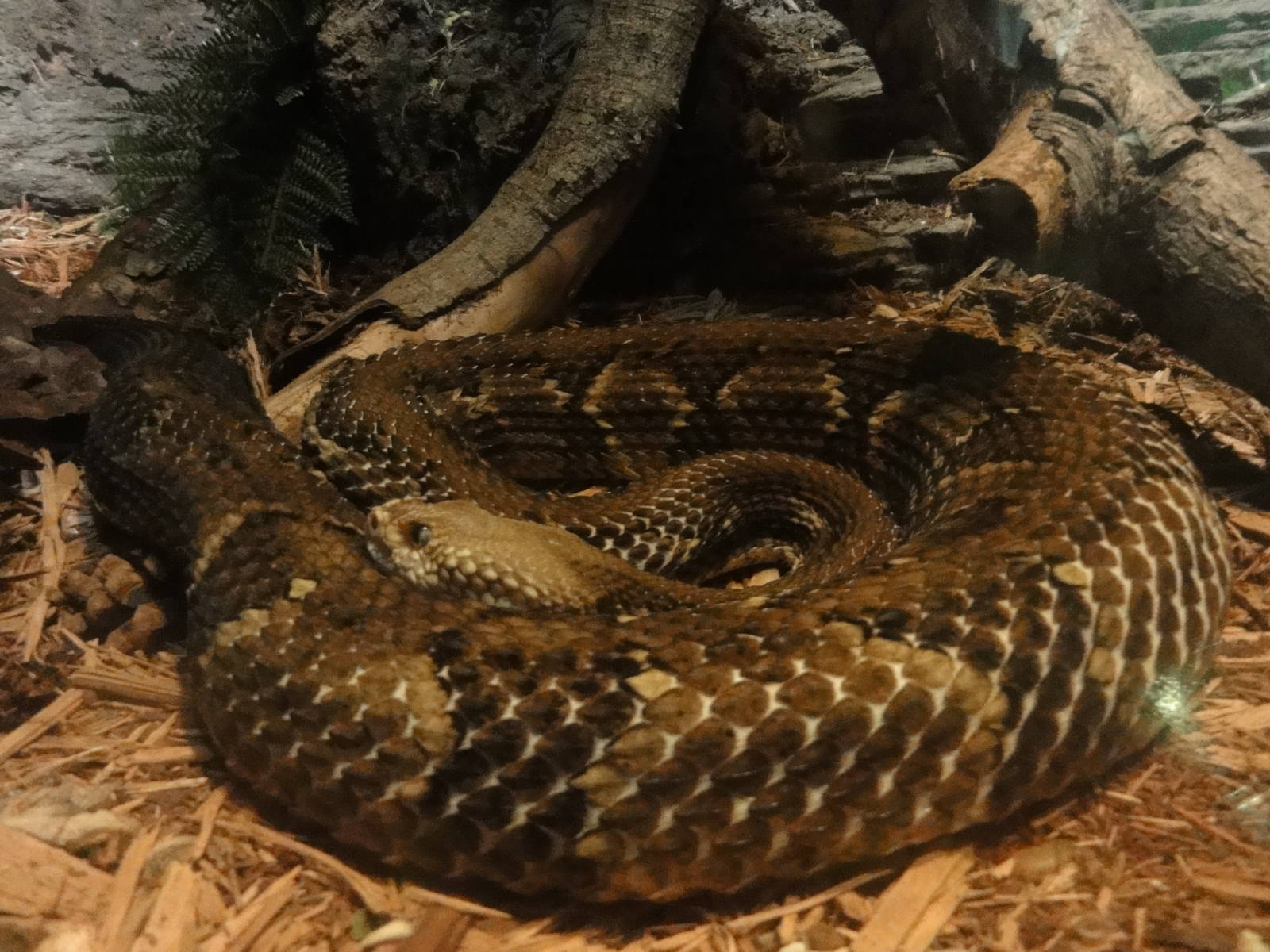 Bronx Zoo: July 2016